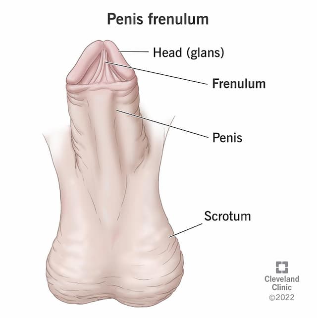 เส้นสองสลึง (Penis Frenulum) ผู้ชายอยู่ตรงไหน 